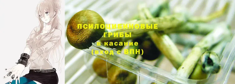 Псилоцибиновые грибы Psilocybe  купить наркотик  Михайловск 